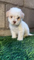 Male toy poodle, a male Poodle - Toy  for sale in Buckeye, AZ – Photo 3 of 5