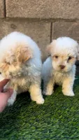 Male toy poodle, a male Poodle - Toy  for sale in Buckeye, AZ – Photo 4 of 5