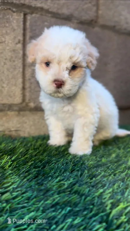 Male toy poodle, a male Poodle - Toy  for sale in Buckeye, AZ – Photo 1 of 5
