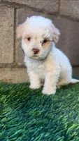 Male toy poodle, a male Poodle - Toy  for sale in Buckeye, AZ – Photo 1 of 5