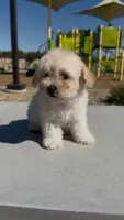 FEMALE TOY POODLE, a female Poodle - Toy  for sale in Buckeye, AZ – Photo 2 of 4
