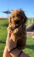 TOY POODLE, a male Poodle - Toy  for sale in Buckeye, AZ – 2 of 6