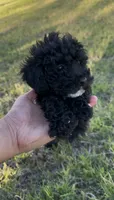 Toy poodle, a female Poodle - Toy  for sale in Buckeye, AZ – 2 of 3