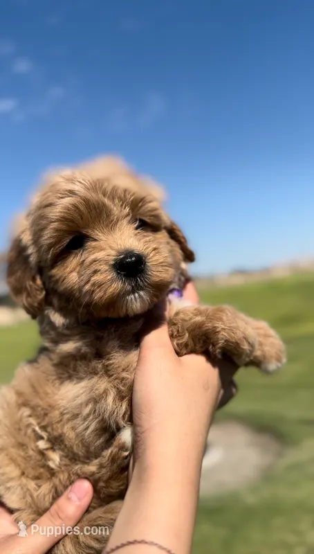FEMALE MINI GOLDENDOODLE – Miniature Goldendoodle puppy for sale in Buckeye, AZ