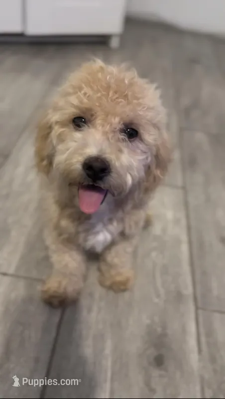 Purebred Maltipoo, a female Maltipoo for sale in Buckeye, AZ – Photo 1 of 4