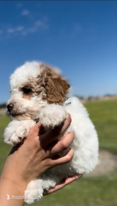 MALE MINI GOLDENDOODLE – Miniature Goldendoodle puppy for sale in Buckeye, AZ
