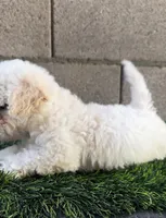 Female toy poodle, a female Poodle - Toy  for sale in Buckeye, AZ – Photo 5 of 5