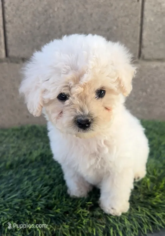 Female toy poodle