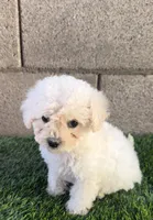 Female toy poodle, a female Poodle - Toy  for sale in Buckeye, AZ – Photo 3 of 5