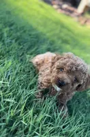 TOY POODLE, a male Poodle - Toy  for sale in Buckeye, AZ – 4 of 6