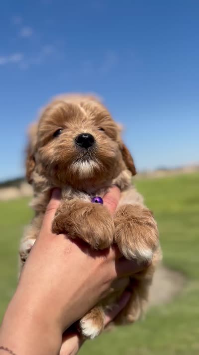 FEMALE MINI GOLDENDOODLE, a female Miniature Goldendoodle for sale in Buckeye, AZ – 2 of 2