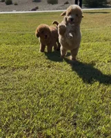 MINI GOLDENDOODLE , a female Miniature Goldendoodle for sale in Buckeye, AZ – Photo 2 of 5