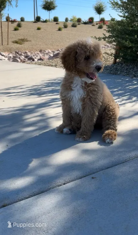 MINI GOLDENDOODLE , a female Miniature Goldendoodle for sale in Buckeye, AZ – Photo 1 of 5