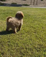 MINI GOLDENDOODLE , a female Miniature Goldendoodle for sale in Buckeye, AZ – Photo 3 of 5