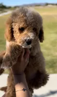 MINI GOLDENDOODLE , a female Miniature Goldendoodle for sale in Buckeye, AZ – Photo 5 of 5