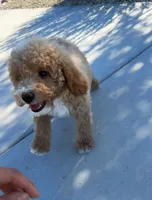 MINI GOLDENDOODLE , a female Miniature Goldendoodle for sale in Buckeye, AZ – Photo 4 of 5