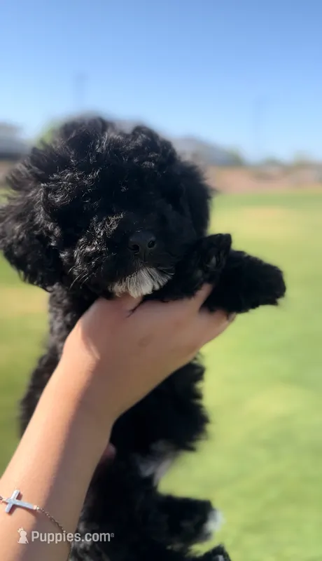 Toy poodle – Poodle - Toy  puppy for sale in Buckeye, AZ