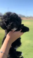 Toy poodle, a female Poodle - Toy  for sale in Buckeye, AZ – 1 of 3