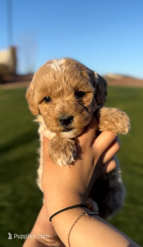 MINI GOLDENDOODLE  – Miniature Goldendoodle puppy for sale in Buckeye, AZ