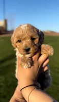 MINI GOLDENDOODLE , a female Miniature Goldendoodle for sale in Buckeye, AZ – Photo 1 of 3