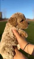 MINI GOLDENDOODLE , a female Miniature Goldendoodle for sale in Buckeye, AZ – Photo 3 of 3