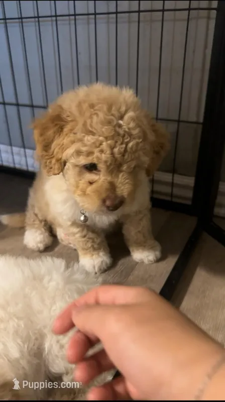 TOY POODLE