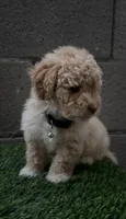 TOY POODLE, a male Poodle - Toy  for sale in Buckeye, AZ – Photo 2 of 5