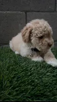 TOY POODLE, a male Poodle - Toy  for sale in Buckeye, AZ – Photo 4 of 5
