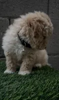 TOY POODLE, a male Poodle - Toy  for sale in Buckeye, AZ – Photo 3 of 5
