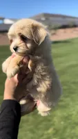 MALTIPOO MALE, a male Maltipoo for sale in Buckeye, AZ – Photo 3 of 4