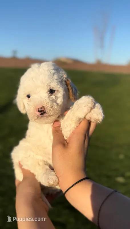 MINI GOLDENDOODLE  – Miniature Goldendoodle puppy for sale in Buckeye, AZ