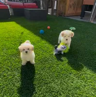 Toy poodle, a female Poodle - Toy  for sale in Buckeye, AZ – Photo 5 of 5