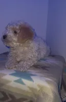 Toy poodle, a female Poodle - Toy  for sale in Buckeye, AZ – Photo 2 of 5