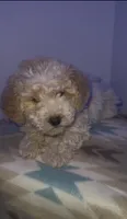 Toy poodle, a female Poodle - Toy  for sale in Buckeye, AZ – Photo 1 of 5