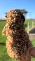 TOY POODLE, a male Poodle - Toy  for sale in Buckeye, AZ – 3 of 6