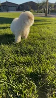 FEMALE MALTIPOO, a female Maltipoo for sale in Buckeye, AZ – Photo 4 of 6