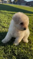 FEMALE MALTIPOO, a female Maltipoo for sale in Buckeye, AZ – Photo 2 of 6