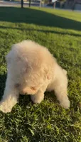 FEMALE MALTIPOO, a female Maltipoo for sale in Buckeye, AZ – Photo 3 of 6