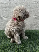 Purebred Toy Poodle, a female Poodle - Toy  for sale in Buckeye, AZ – Photo 8 of 8