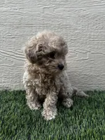 Purebred Toy Poodle, a female Poodle - Toy  for sale in Buckeye, AZ – Photo 2 of 8