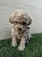 Purebred Toy Poodle, a female Poodle - Toy  for sale in Buckeye, AZ – Photo 4 of 8