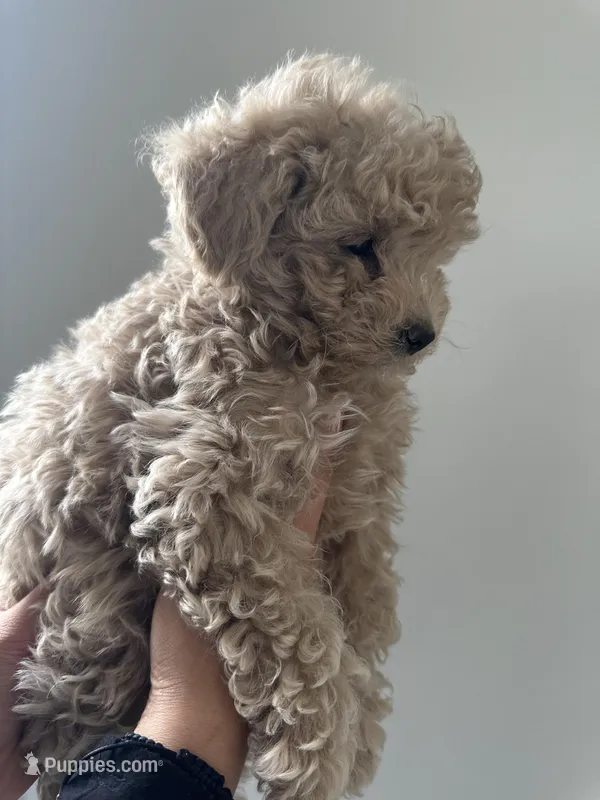 Purebred Toy Poodle