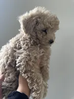 Purebred Toy Poodle, a female Poodle - Toy  for sale in Buckeye, AZ – Photo 1 of 8