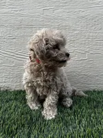 Purebred Toy Poodle, a female Poodle - Toy  for sale in Buckeye, AZ – Photo 3 of 8