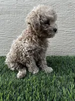 Purebred Toy Poodle, a female Poodle - Toy  for sale in Buckeye, AZ – Photo 6 of 8
