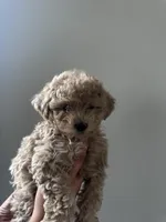 Purebred Toy Poodle, a female Poodle - Toy  for sale in Buckeye, AZ – Photo 7 of 8