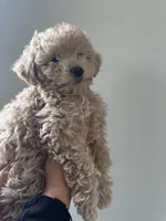 Purebred Toy Poodle, a female Poodle - Toy  for sale in Buckeye, AZ – Photo 5 of 8