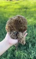TOY POODLE, a male Poodle - Toy  for sale in Buckeye, AZ – 5 of 6