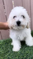 White male puppy, a male Maltipoo for sale in Buckeye, AZ – Photo 3 of 5