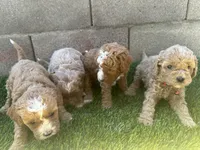 Mini Goldendoodles, a female Miniature Goldendoodle for sale in Buckeye, AZ – Photo 4 of 4